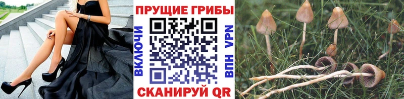 Галлюциногенные грибы ЛСД  Купить закладки  Сковородино 